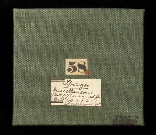 Clathria (Clathria microciona) (Bowerb., 1862) - 1737097