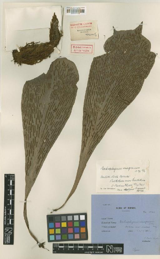 Antrophyum callifolium Blume - BM001044150