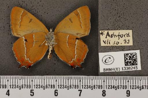 Thecla betulae (Linnaeus, 1758) - BMNHE_1338245_132958