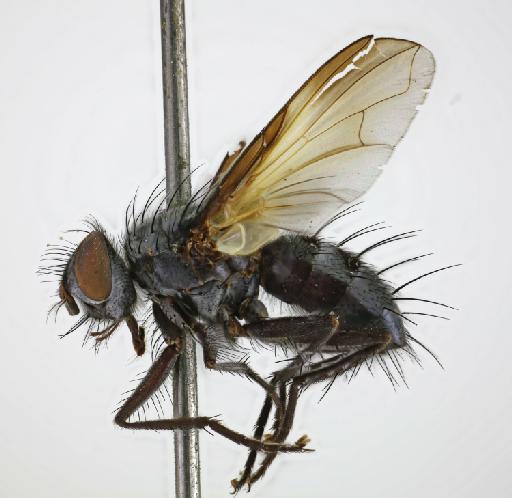 Phyllomya pictipennis (van der Wulp, 1891) - Phyllomyia pictipennis HT lateral