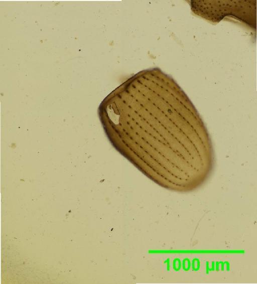 Coenobius Suffrian, 1857 - 010131379__2016_04_14_s14