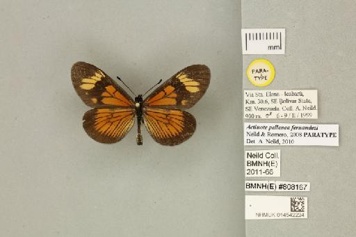 Actinote pellenea fernandezi Neild & Romero, 2008 - 014542224_Actinote_pellenea_fernandezi _Neild & Romero_2008_PT