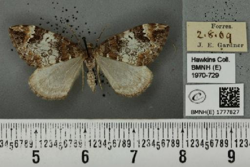 Dysstroma truncata truncata (Hufnagel, 1767) - BMNHE_1777827_349226