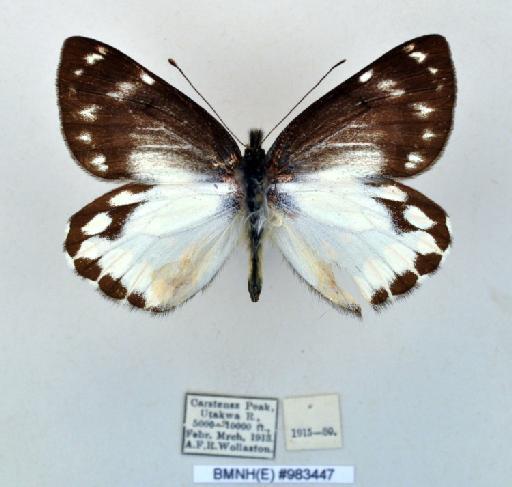 Delias leucobalia distincta Rothschild, 1916 - BMNH(E)983447_Delias leucobalia distincta_ Roths