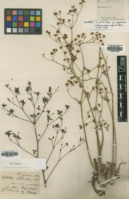 Eriogonum alatum var. mogollense Torr. - BM001024466