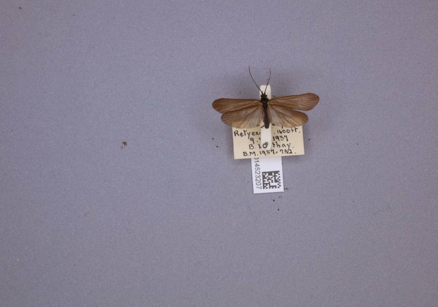 Drusus brunneus