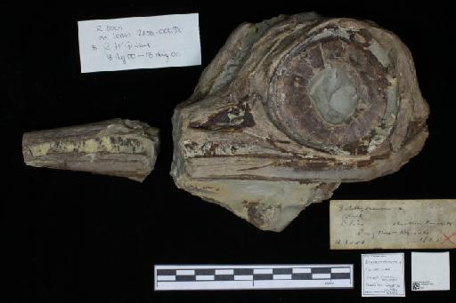 Ichthyosaurus De la Beche & Conybeare, 1821 - 010021158_L010040153