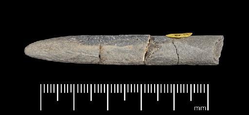 Simpsonibelus expansus (Simpson) - PI CC 1554 - belemnite