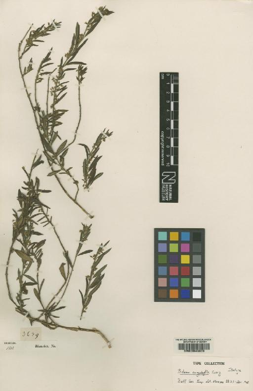 Ditassa oxyphylla Turcz. - BM000645839