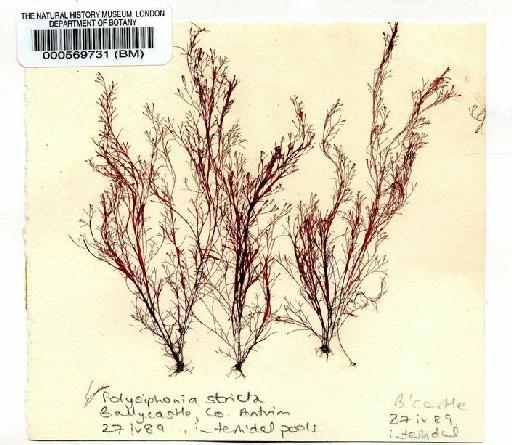 Polysiphonia stricta (Dillwyn) Grev. - BM000569731.jpg