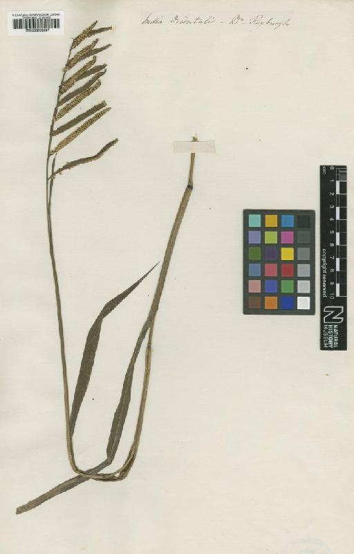 Paspalum scrobiculatum L. - BM000959597
