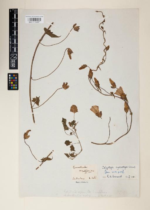 Calystegia arida subsp. cyclostegius - 014132987