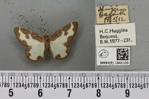 Lomaspilis marginata (Linnaeus, 1758) - BMNHE_1841109_419367