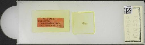 Campiglossa kanabaina (Munro, 1957) - BMNHE_1502181_57545