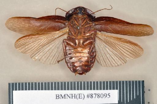 Zetobora rugosa Walker, 1868 - Zetobora rugosa Walker, F, 1868, male, holotype, ventral. Photographer: Heidi Hopkins. BMNH(E)#878095