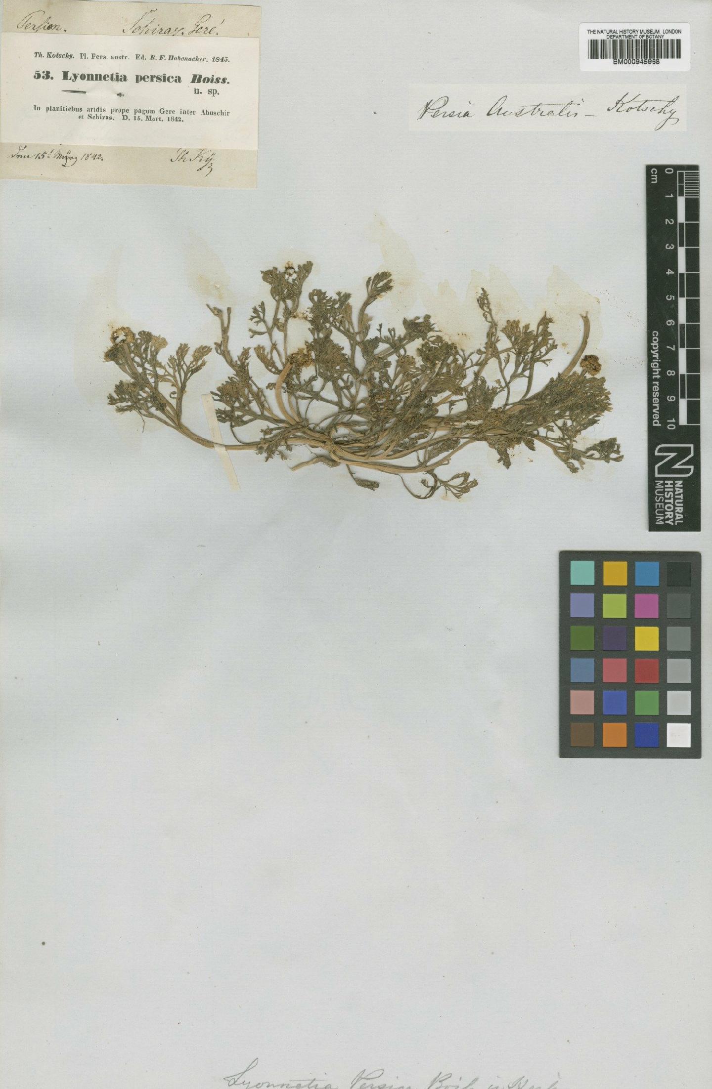 To NHMUK collection (Anthemis persica Boiss.; Type; NHMUK:ecatalogue:474120)