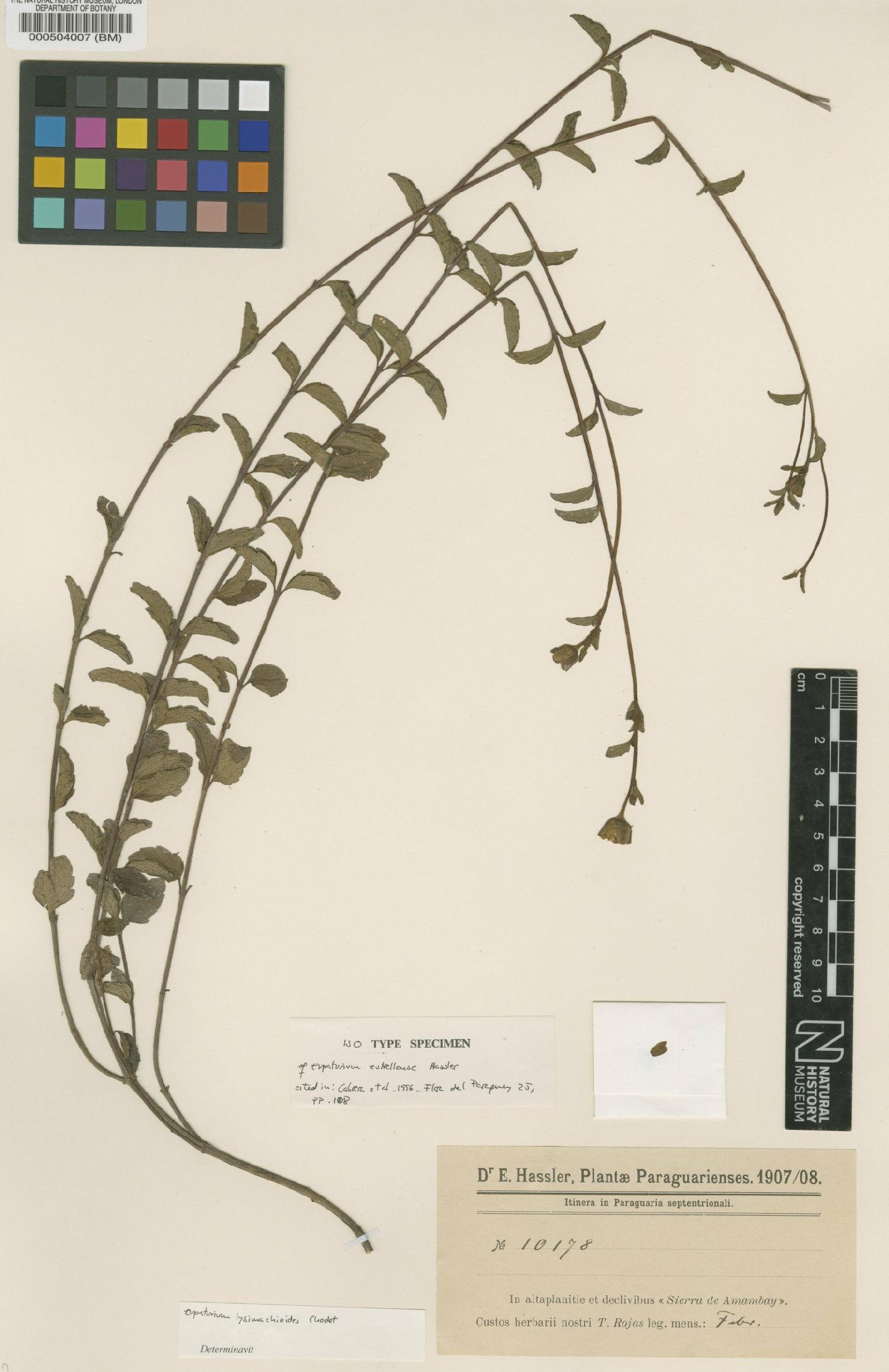 To NHMUK collection (Eupatorium lysimachioides Chodat; Isotype; NHMUK:ecatalogue:4565951)