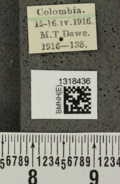 Epitrix nigroaenea Harold, 1875 - BMNHE_1318436_label_24707