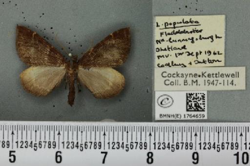Eulithis populata (Linnaeus, 1758) - BMNHE_1764659_344580