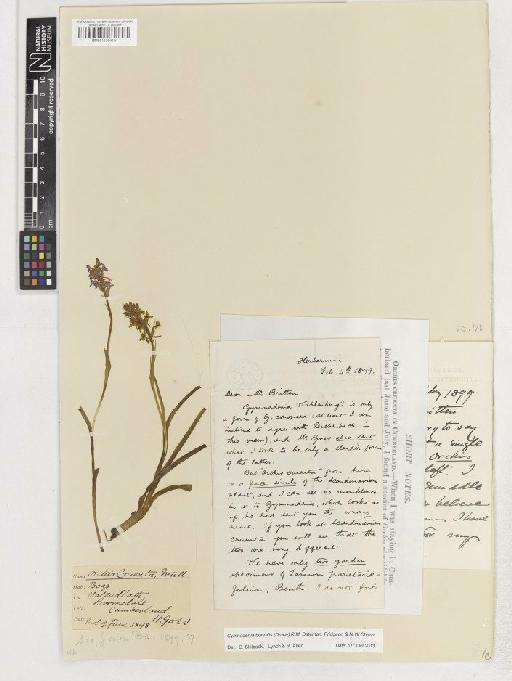 Gymnadenia borealis (Druce) R.M.Bateman, Pridgeon & M.W.Chase - BM001130415
