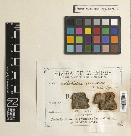 Arthothelium erumpens Müll.Arg. - BM001107740
