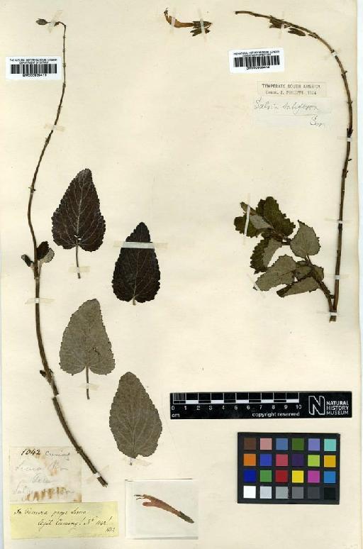 Salvia tubiflora Sm. - BM000939413