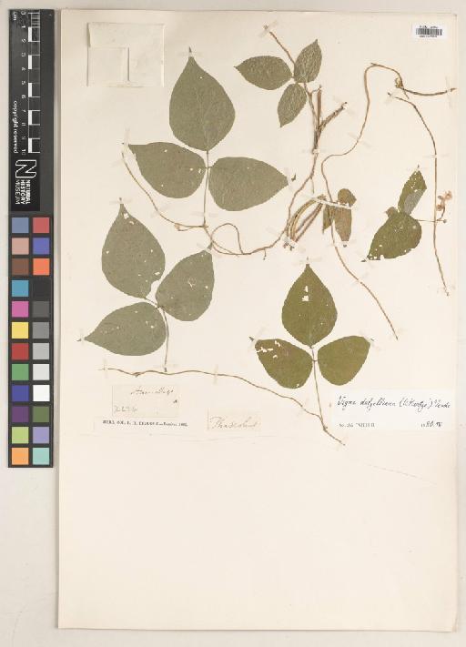 Vigna dalzelliana (Kuntze) Verdc. - BM010758339