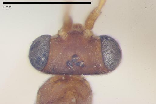 Thaumatodryinus rufus Richards, 1951 - 010576174-NHMUK-Thaumatodryinus_rufus-holotype-female-head-dorsal-8_0x.tif