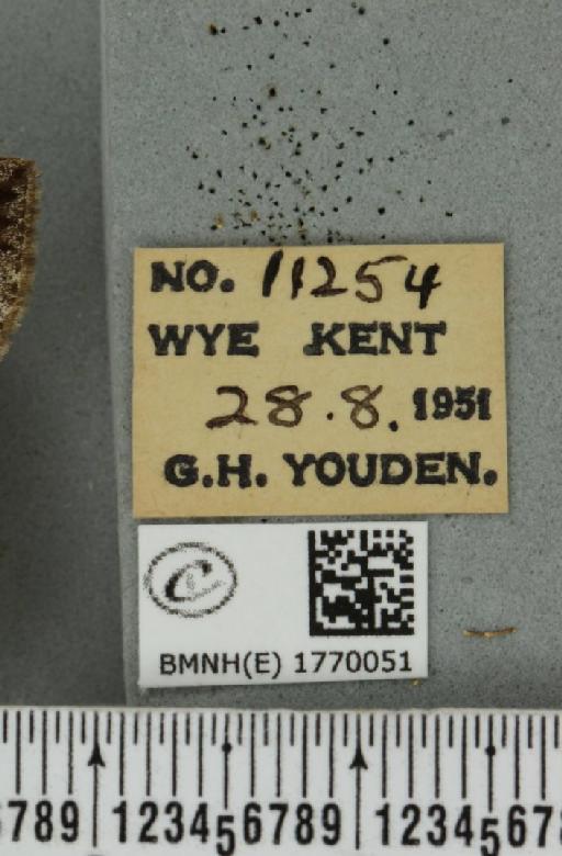 Dysstroma truncata truncata (Hufnagel, 1767) - BMNHE_1770051_label_350820