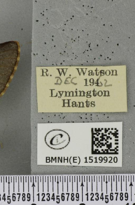 Poecilocampa populi (Linnaeus, 1758) - BMNHE_1519920_label_189235