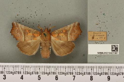 Scoliopteryx libatrix (Linnaeus, 1758) - NHMUK_010421981_535128