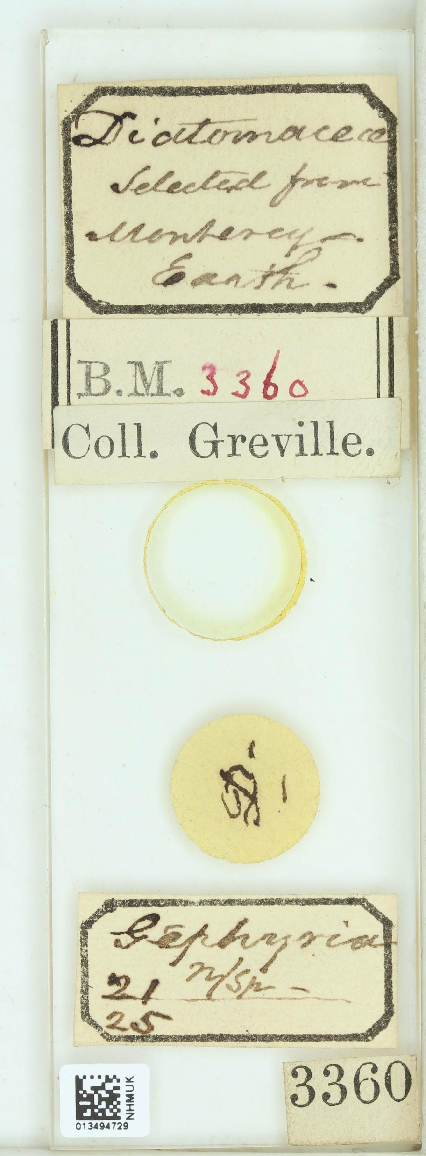 To NHMUK collection (Gephyria gigantea Grev.; Type; NHMUK:ecatalogue:4740553)