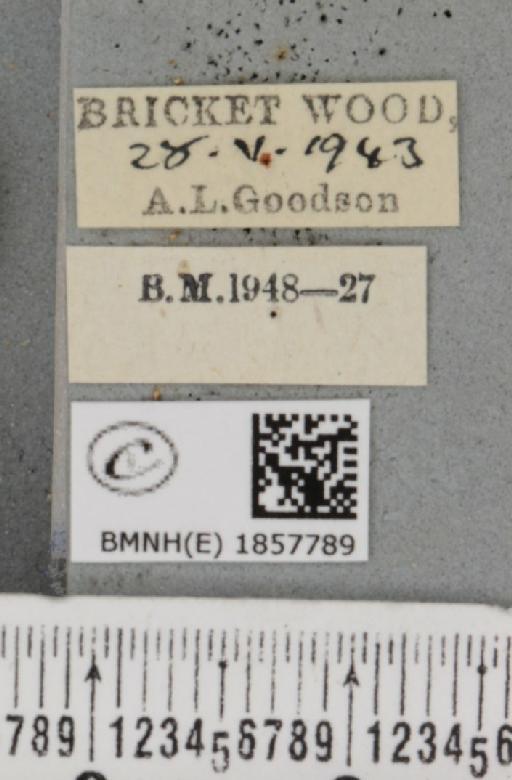 Pseudopanthera macularia (Linnaeus, 1758) - BMNHE_1857789_label_429571