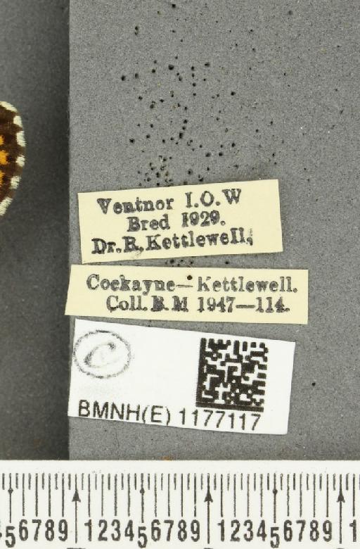 Melitaea cinxia ab. semiobscura Pionneau, 1932 - BMNHE_1177117_label_49099