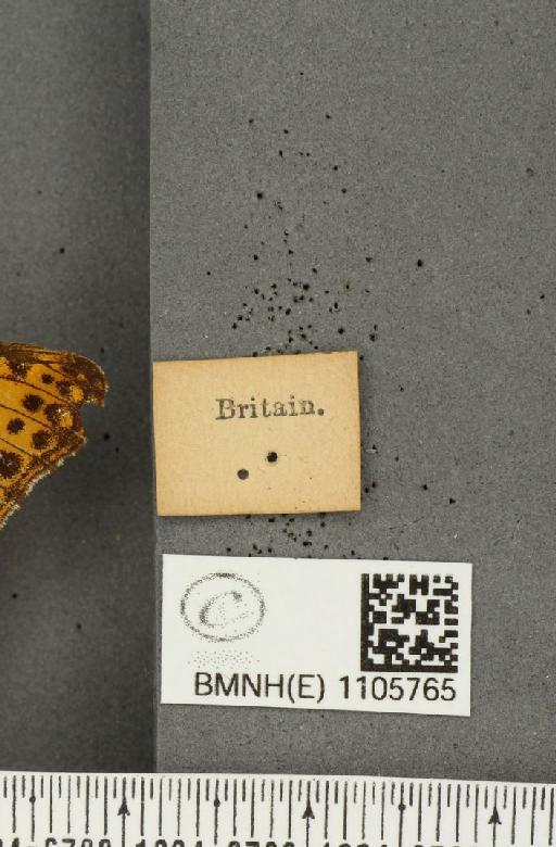 Issoria lathonia (Linnaeus, 1758) - BMNHE_1105765_label_17223