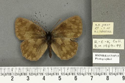 Melanargia galathea serena ab. nigrata Schröder, 1924 - BMNHE_500513_34641