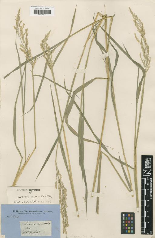 Leersia hexandra Sw. - BM001209141