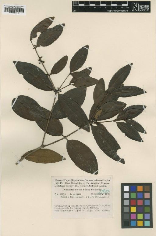 Eugenia brassii Merr. & L.M.Perry - BM000944139