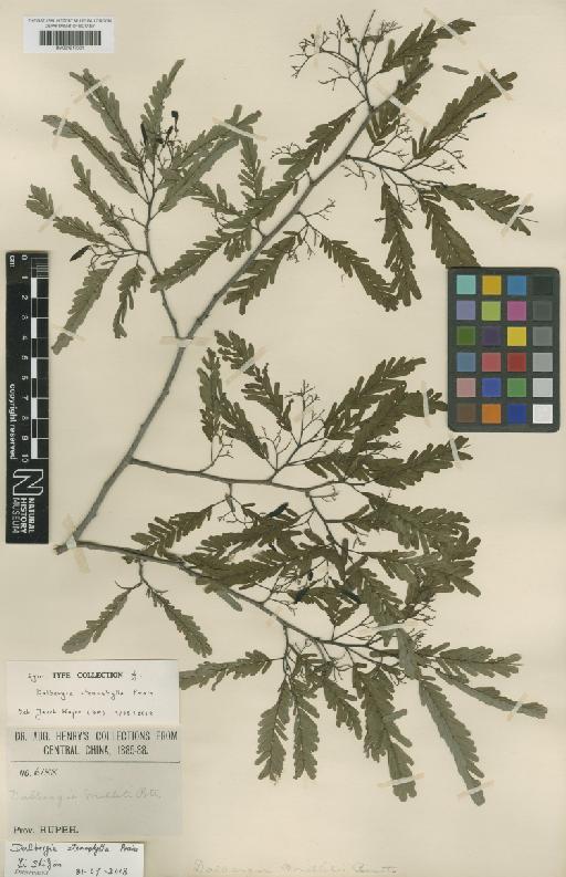 Dalbergia stenophylla Prain - BM001217361