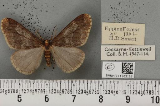 Erannis defoliaria (Clerck, 1759) - BMNHE_1903187_467237