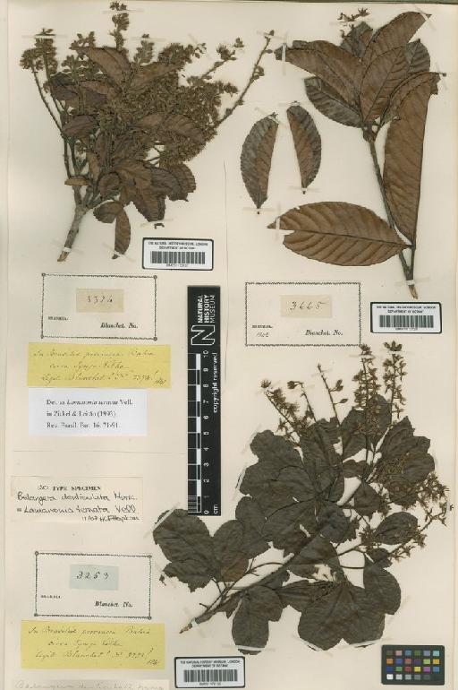 Lamanonia ternata Vell. - BM001172127