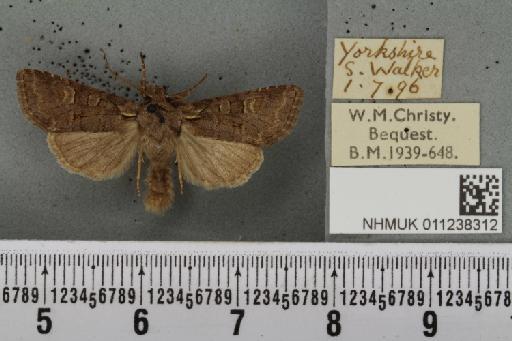 Brachylomia viminalis (Fabricius, 1777) - NHMUK_011238312_638997
