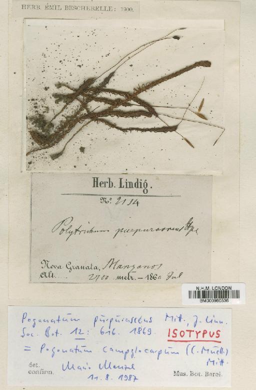 Pogonatum campylocarpum (Müll.Hal.) Mitt. - BM000960536