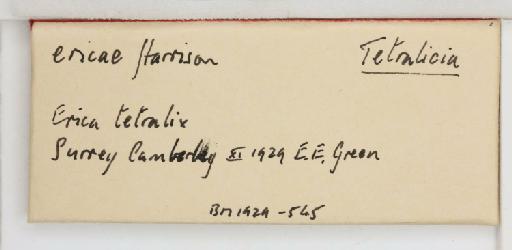 Tetralicia ericae Harrison, 1917 - 013504272_additional
