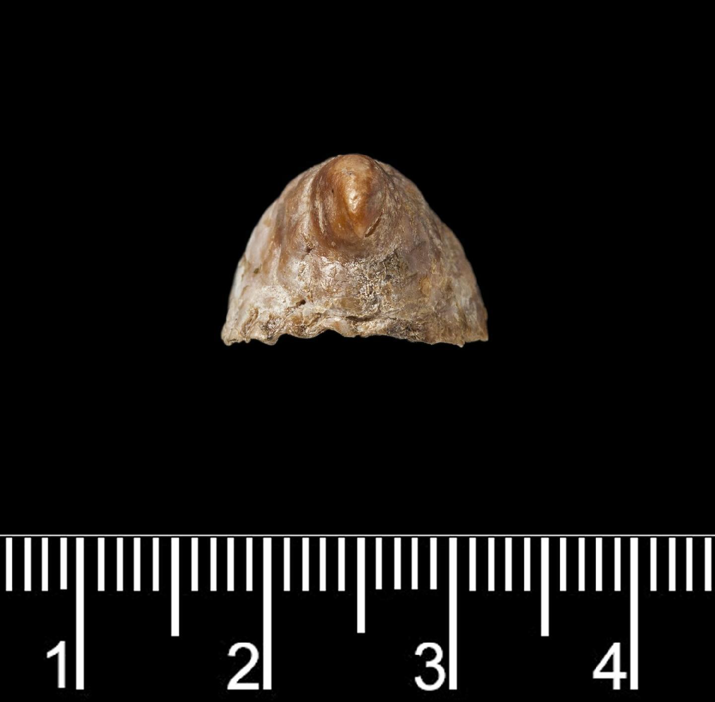 To NHMUK collection (Crepidula adunca G. B. Sowerby I, 1825; HOLOTYPE; NHMUK:ecatalogue:3507999)