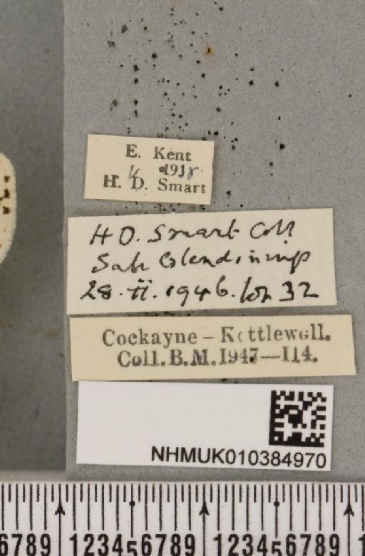 Spilosoma lubricipeda ab. postmagnipuncta Cockayne, 1951 - NHMUK_010384970_label_508619