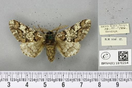 Biston strataria (Hufnagel, 1767) - BMNHE_1870214_460608