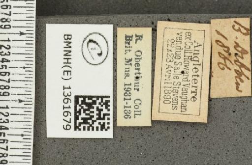 Thymelicus acteon (Rottemburg, 1775) - BMNHE_1361679_label_175742