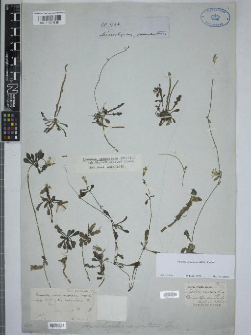 Launaea sarmentosa (Willd.) Kuntze - 010760858