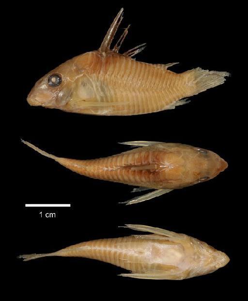 Corydoras melanistius Regan, 1912 - 1864.1.21.86; Corydoras melanistius; type; ACSI Project image